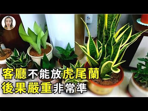 招財風水禁忌擺放虎尾蘭風水|虎尾蘭擺放位置與風水學意義